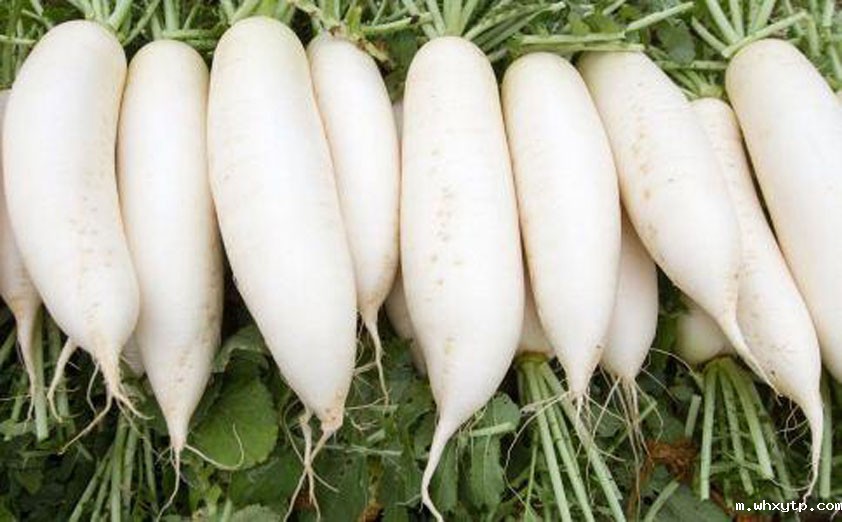 白萝卜.jpg